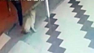 Hayvan şiddeti bitmiyor