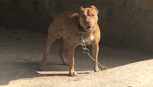 Pitbull sahiplerine rekor ceza