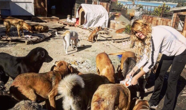 ‘HAVRİTA’DAKİ KÖPEKLER ÖLDÜRÜLÜYOR’