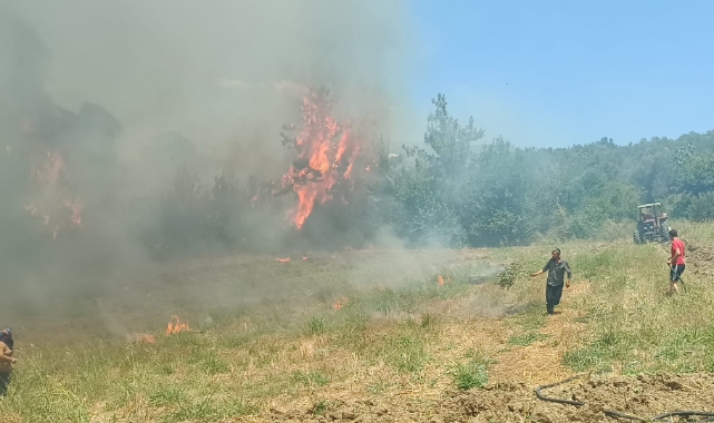 Anız Yangını Zeytinlik ve Ormanlık Alana Sıçradı