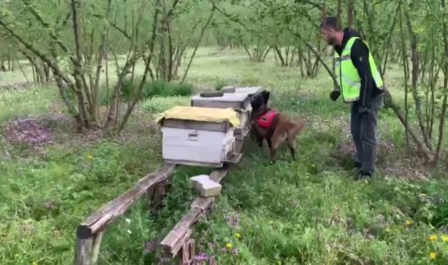Arı Kovanlarından Kaçak Silahlar Çıktı
