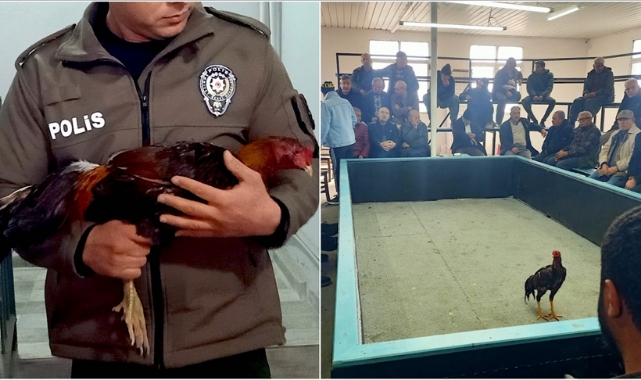 Horoz Dövüşü Üzerinden Bahis Oynatanlara Suçüstü