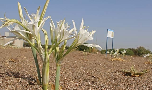 Antalya'da Kum Zambakları Koruma Altına Alındı