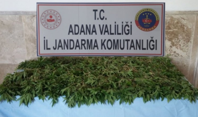 Hint Keneviri Yetiştiren Sanığa 11 Yıl 8 Ay Hapis Cezası