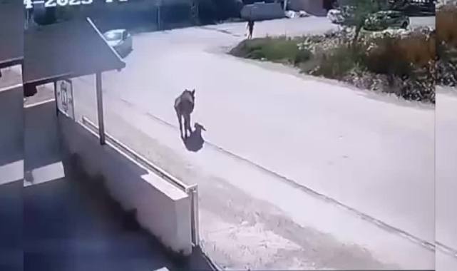 Otomobil Eşeğe Çarptı