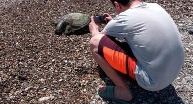 Sahilde Ölü Caretta Caretta Bulundu