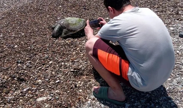 Sahilde Ölü Caretta Caretta Bulundu
