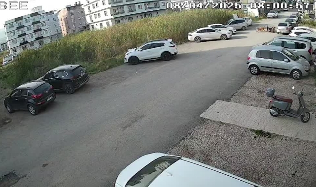 Sahipsiz Köpekler Kadına Saldırdı
