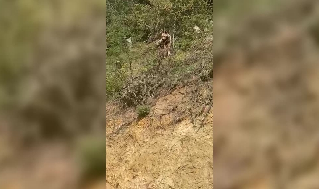 Tarlasına Giden Adam, Ormanda Ayı İle Karşılaştı!