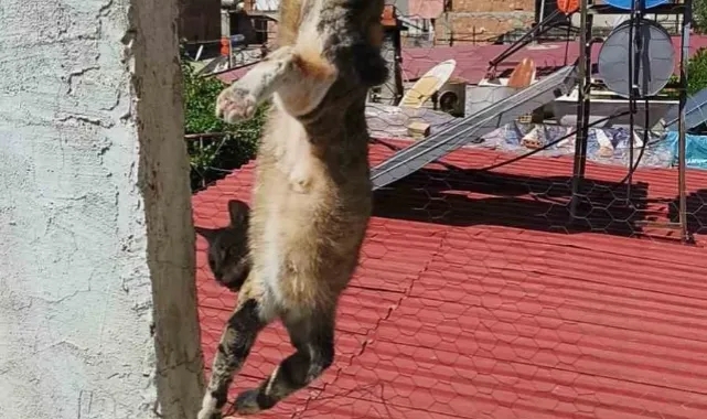 Tel Örgüye Takılan Kediyi İtfaiye Kurtardı