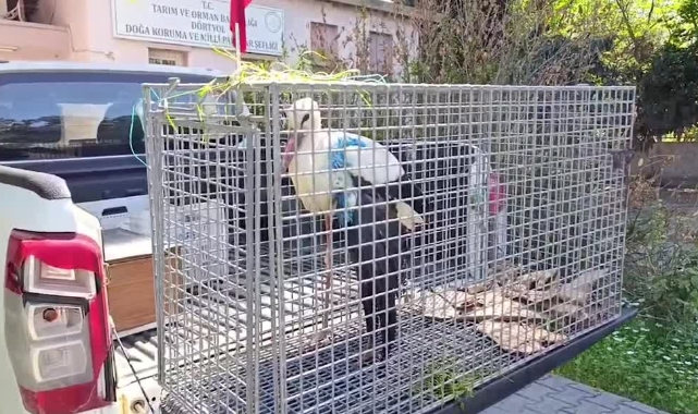 Yaralı Bulunan Leylek Tedaviye Alındı