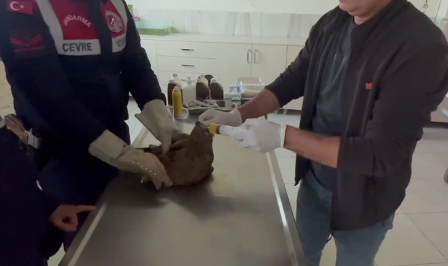 Yaralı Bulunan Şahin Tedaviye Alındı