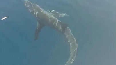Saros'da  2,5 Metre Boyunda Köpekbalığı Görüntülendi
