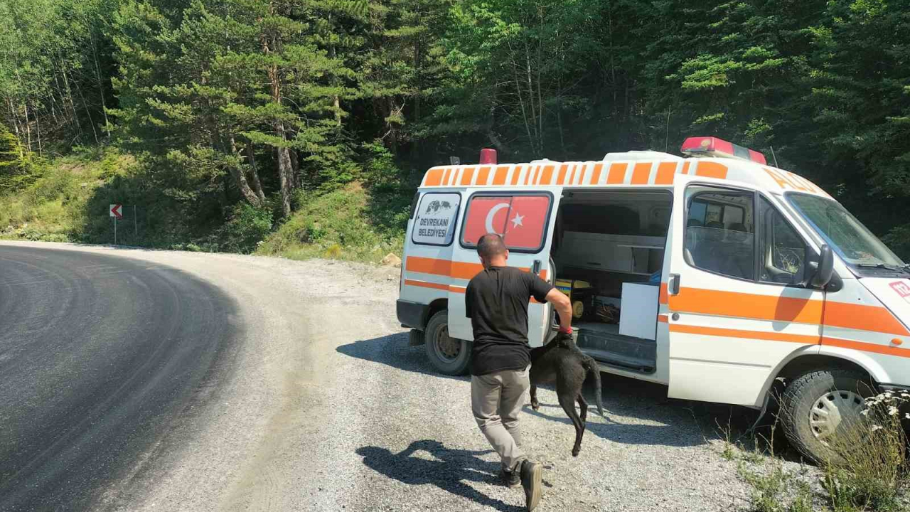 Rögara Düşen Köpekler Kurtarıldı