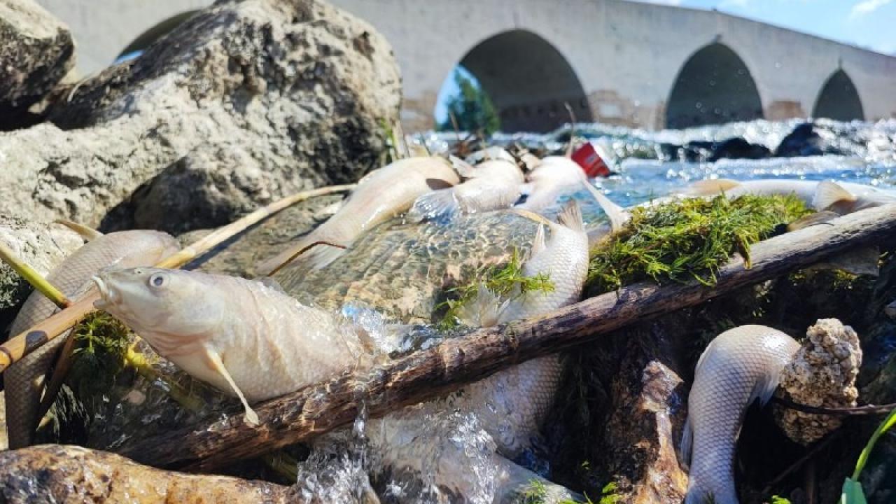 Ceyhan Nehri'nde Kirlilik Alarmı:Balıklar Telef Oldu