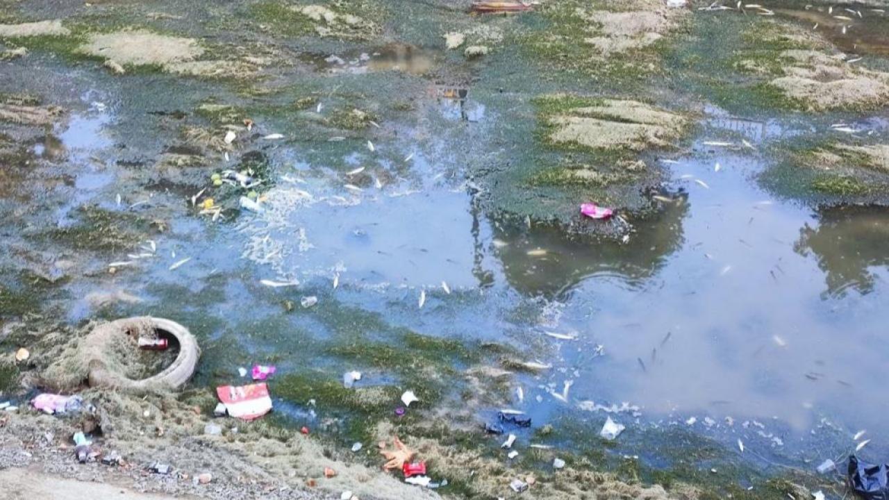 Seyhan Baraj Gölü'nde Kuraklık ve Kirlilik Alarmı