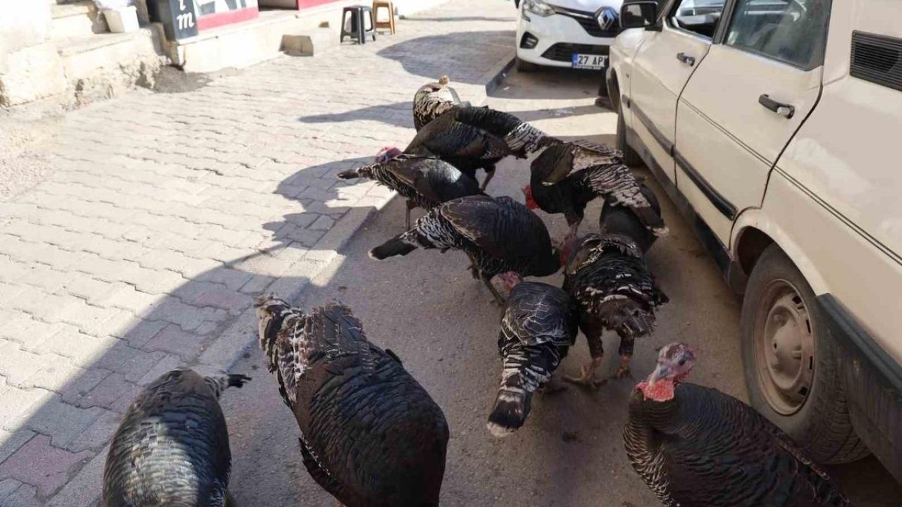 Hindiler Çarşıda Gezdirilerek Satılıyor