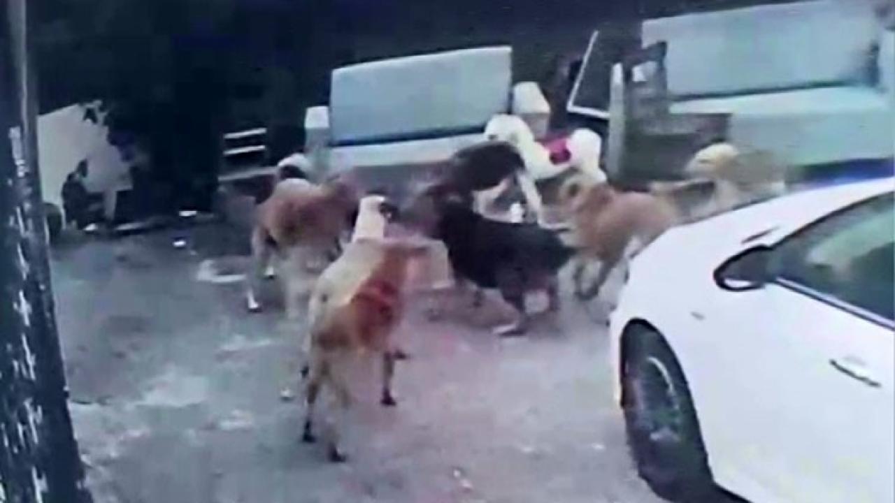 Köpek Dehşeti! Hamile Kediyi Parçaladılar
