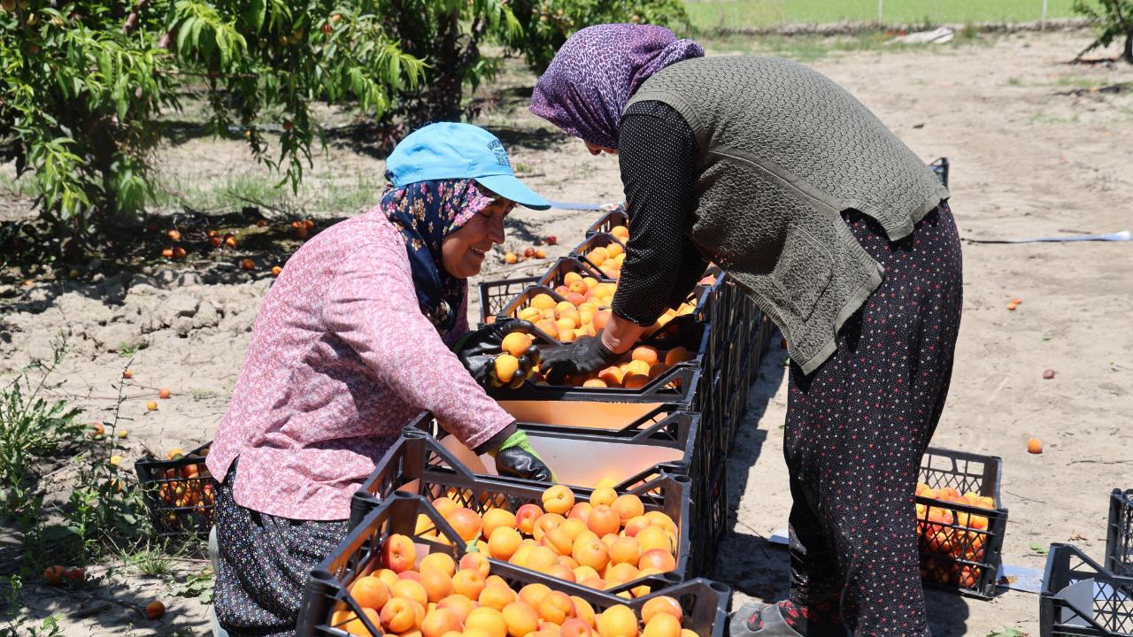 Adana'da erkenci kayısı hasadı başladı:Bahçede kilogramı 60-80 TL