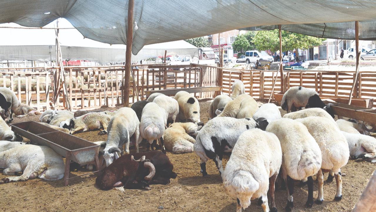 Seyhan’da 6 Noktada Kurban Satışı Yapılacak