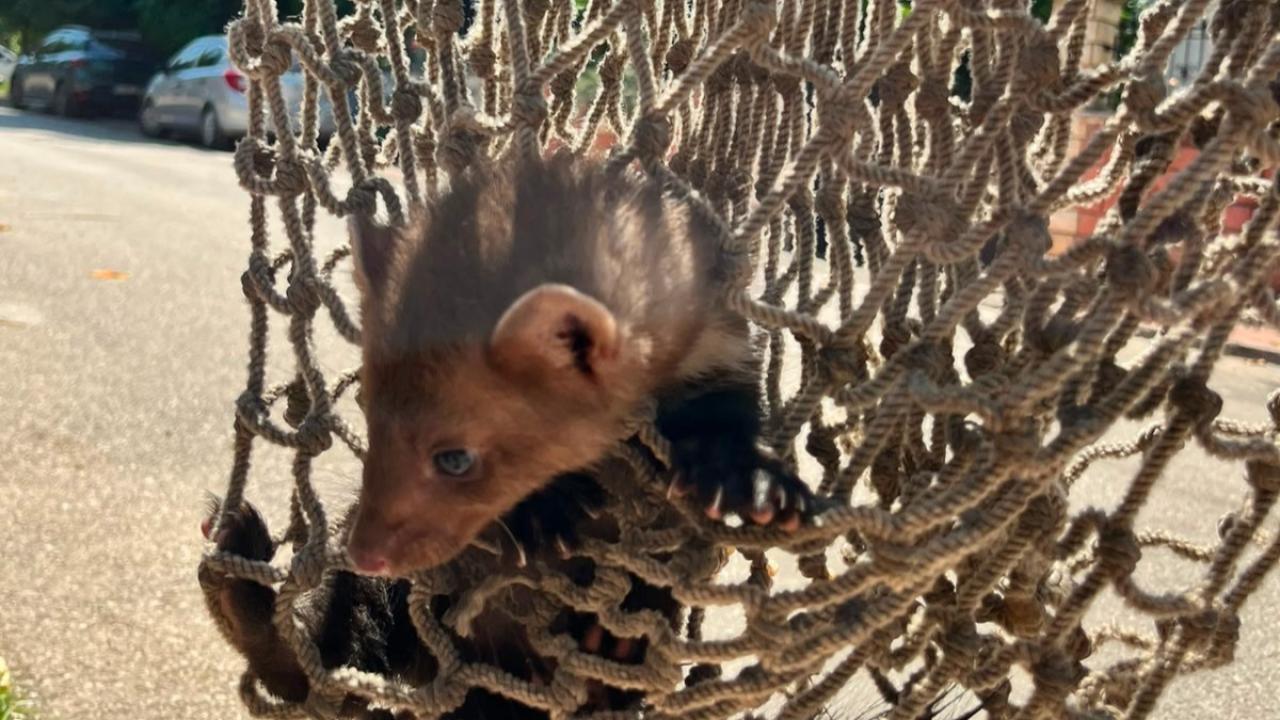 Elektrik Panosuna Giren Yavru Sansarı İtfaiye Kurtardı