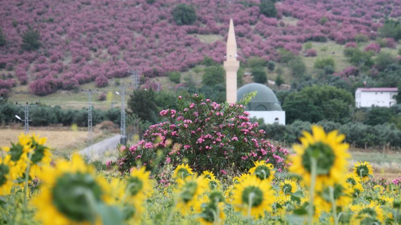 Kozan'da Renk Cümbüşü:Dağlar Pembeye, Ova Sarıya Büründü