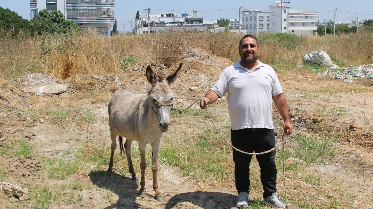 Seyhan’da Başıboş Eşekler Yakalandı:Sahipleri Aranıyor