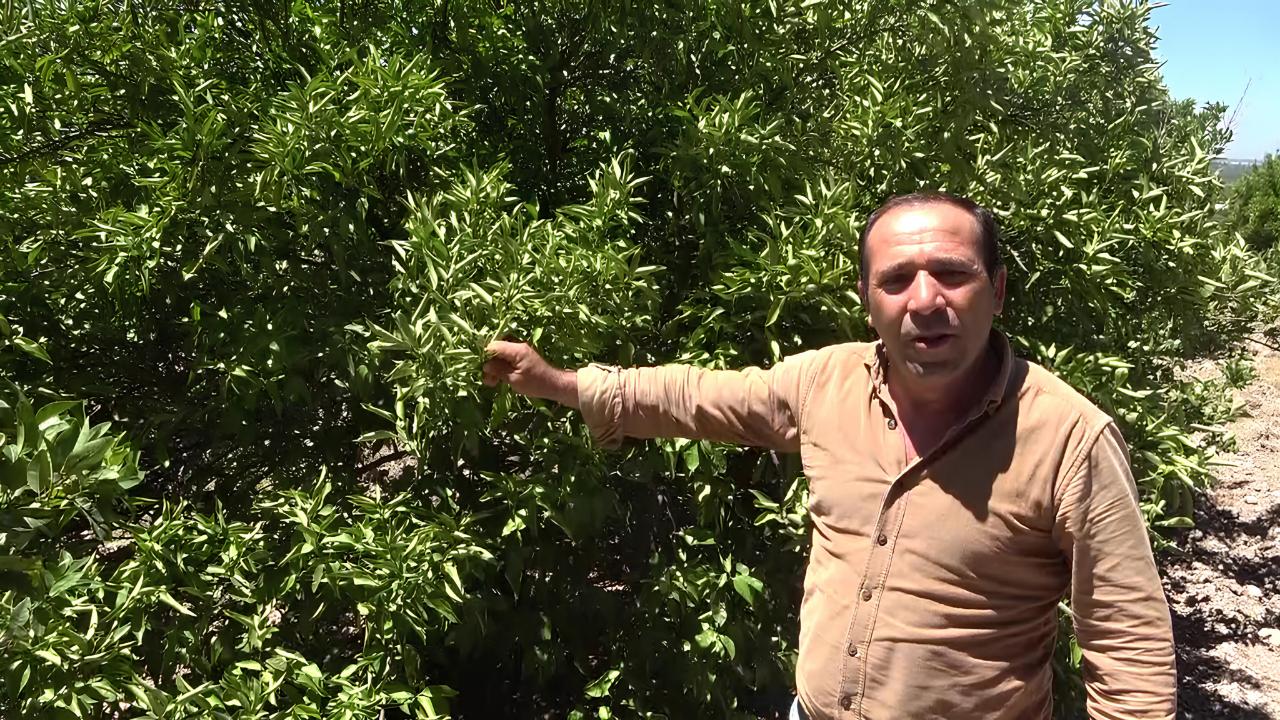 Yüreğir'de Çiftçinin Su İsyanı:"Ürünlerimiz Susuzluktan Kuruyor"