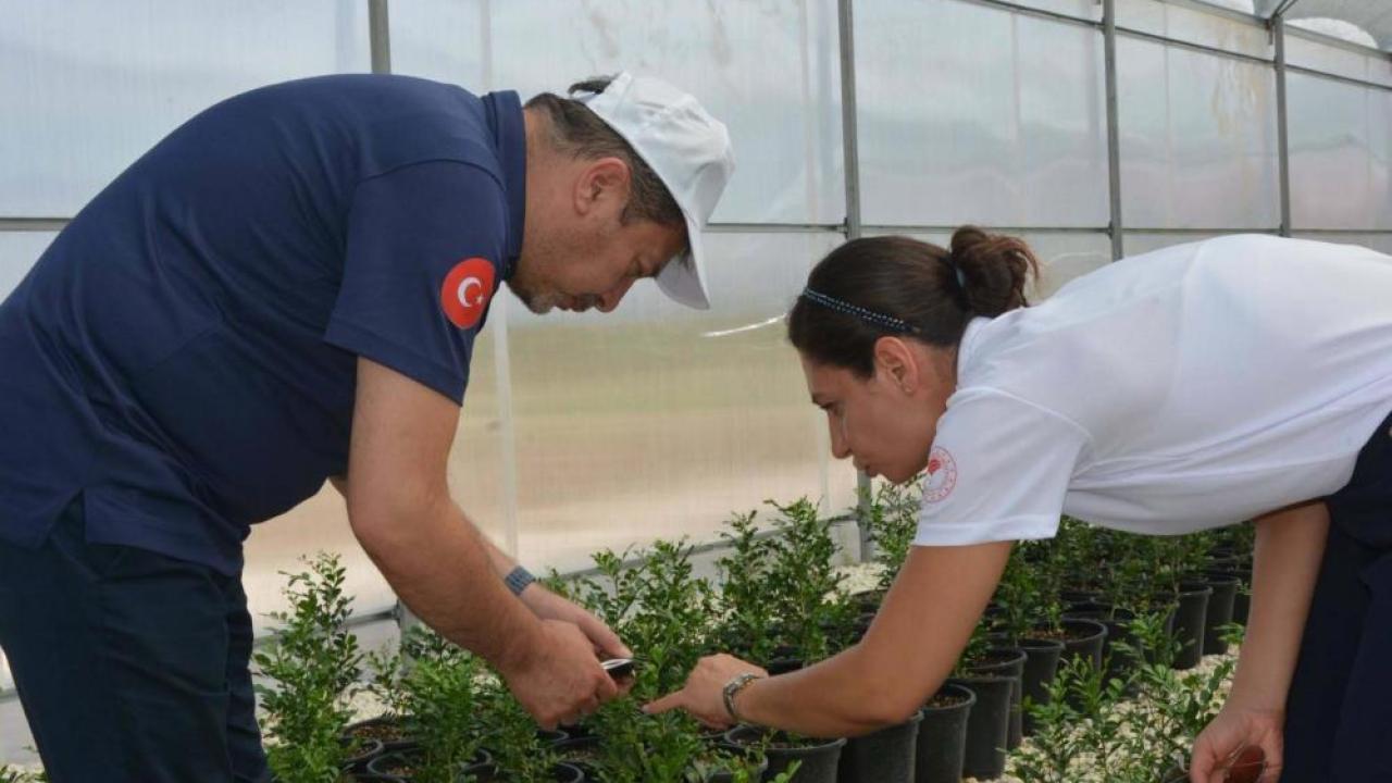 Adana'da Üretilen Faydalı Böcekler Tarımsal Verimliliğe Katkı Sağlıyor